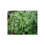 Agrokar Yaprak Bezelye Tohumu Ithal 1 kg