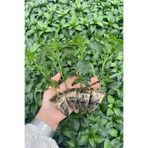 AGROPLUS ST48 F1 TATLI KIL BİBER FİDESİ 10 ADET