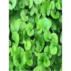 AGviv Dichondra Repens Fare Kulağı Çim Tohumu 500 gr - 1 kg