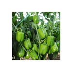 AHG BOTANİK Dolmalık Biber Fidesi 6 Adet
