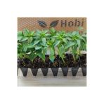 AHG BOTANİK Karışık Paket Biber Toplam 5 Fide