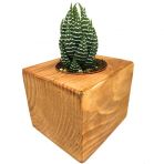 Ahşap Eskitme Saksılı Haworthia Nadir Tür