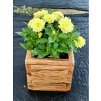 Ahşap zeytin saksı 20X20X20