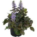 Ajuka -Mayasıl Otu (Arı Kovanı -Yüksük Otu) 1 Adet Saksılı 10-20 cm Bahçe Bitkisi