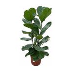 Akcaalan 2 Köklü Ficus Lyrata Keman Yapraklı Kauçuk 120 cm