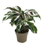 Akcaalan Calathea 'fusion White' (Dua Çiçeği)