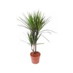 Akcaalan Dracena - Marginata Çiçeği Iki Dallı 50X70 cm