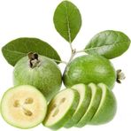 Akcaalan Tüplü (Kaymak Ağacı) Feijoa Fidanı