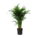 Akdoğa Areka Palmiyesi - Areca Dypsis Lutescens Palm - Kelebek Palmiyesi - Salon Palmiyesi 100-140CM Ithal