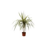 AKDOĞA Dracaena Marginata - Draçena Dişi Ejderha -tek Gövdeli 70-80 Cm Ev Ofis Bitkisi Hediyelik