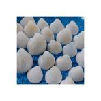 Aker Hediyelik 1,5-2,5cm Küçük Deniz Kabuğu 50gr Teraryum Deniz Kabukları Silis Akvaryum Süs Ufak Kabuk Modelleri