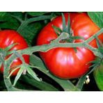 Akgen 100 Adet Domates Antep Tohumu