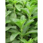 Aktarloji 250 Adet Stevia Şeker Otu Çiçeği Tohumu