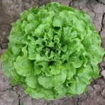 Aktarloji 40 Adet Iri Kıvırcık Marul Tohumu + Tohum