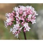 Aktarloji 40 Adet Kedi Otu Valerian Root Tohumu