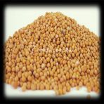 Aktarzane 500 gr Sarı Hardal Tohumu