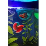 Akvaryum Beta Dinlenme Alanı Küçük Akvaryum ve Büyük Akvaryum Uygun MDizmir Petshop