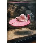 Akvaryum Beta Dinlenme Alanı Nilüfer Yaprağı ( PEMBE )