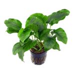 Akvaryum Bitkileri Anubias Barteri Var. 5-6 Yapraklı Kök Canlı Bitki