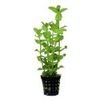 Akvaryum Bitkileri Bacopa Amplexicaulis Saksı Canlı Bitki