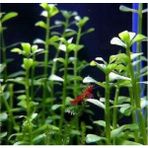Akvaryum Bitkileri Bacopa Monnieri 5 Adet