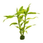 Akvaryum Bitkileri Dracaena Sanderiana Saksı Canlı Bitki