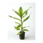 Akvaryum Bitkileri Dracaena Variegatus Saksı Canlı Bitki
