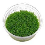 Akvaryum Bitkileri Hemianthus Callitrichoides Cuba In Vitro Canlı Bitki