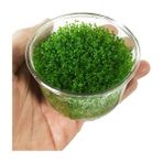 Akvaryum Bitkileri Hemianthus Callitrichoides 'cuba' In Vitro Cup Canlı Bitki