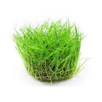 Akvaryum Bitkileri Mini Parvula In Vitro Cup Canlı Bitki
