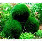 Akvaryum Bitkileri Yosun Topu (Moss Ball) 1 Ad Çap 2 cm