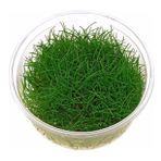 Akvaryum Bitkisi Mini Parvula (In Vitro)