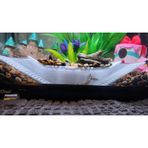 Akvaryum İçin Balık Mağarası Saklanma Ve Üreme Alanı 15x3x3 C