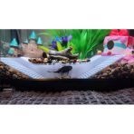 Akvaryum Için Balık Mağarası – Saklanma ve Üreme Alanı | 15X3X3 cm | Beyaz Renkli