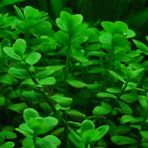 Akvaryumbitkileri Bacopa Monnieri 1 Bağ Akvaryum Bitkisi 5 Kök