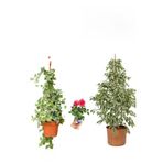 Alacalı Beyaz Benjamin Bitkisi+ Hedera Helix Sarmaşığı+ Gül Fidanı