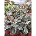 Alacalı Ficus Elestica Kaucuk Çiçeği