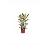 Alacalı Kauçuk Çiçeği Fidanı 80Cm-100Cm