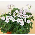 Alacalı Pembe Sakız Sardunya Fidanı 10-20 Cm