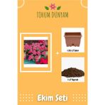 Alacalı Sakız Sardunya Çiçek Tohumu Ekim Seti