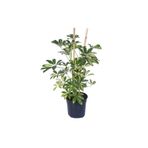 Alacalı Şeflera Schefflera Arboricola (Gold Capella) 2 Gövdeli Bitki Boyu 60-80 Cm
