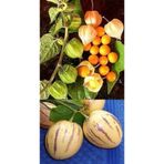 Alanya Fidan 2 Altın Çilek- 2 Pepino Fidesi