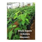 Alanya Tropikal Tüplü Çikolata Meyvesi Black Sapote Ağacı Fidanı(80 Cm) Üzeri