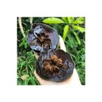 Alanya Tropikal Tüplü Nadir Çikolata Meyvesi Black Sapote Ağacı Fidanı(80 120 Cm)