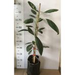 Alata Fidan Tüplü Aşılı Has Avokado Fidanı