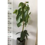 Alata Fidan Tüplü Aşılı Zutano Avokado Fidanı