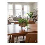 Alba Home Decor Dekoratif sukulent kaktüs arajman saksı