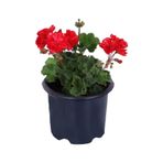 Alev Kırmızı Renk 10-20 Cm Sardunya Çiçeği Saksı'da Pelargonium