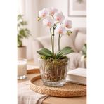 Alezy OR02 Orkide Şeffaf Saksı 1.5 Litre 14,3 cm