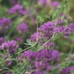 Alfalfa Üç Yapraklı Yonca Çiçeği 200 Adet Tohum